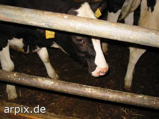 stable mammal cattle calf animal product flesh milk