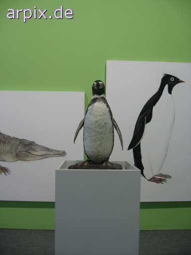 leiche konserviertes präparat reptil krokodil schildkröte objekt schild vogel pinguin