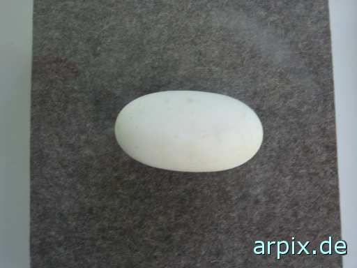 preserved specismen reptile crocodile animal product egg