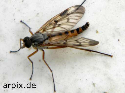 fly insect