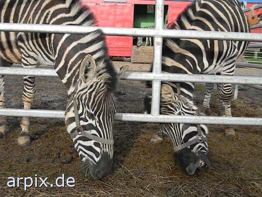 zebra zirkus objekt zaun säugetier pferd