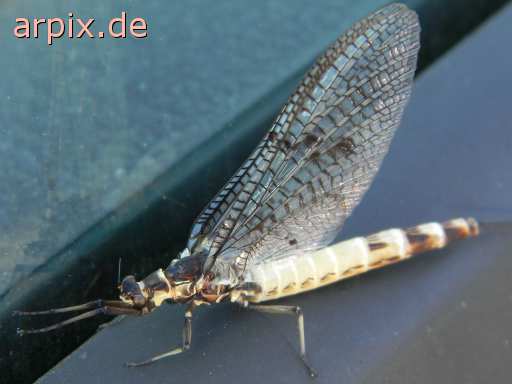 insect mayfly
