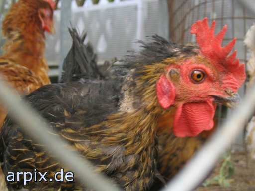 chicken hen fence freerange hobby husbandry bird