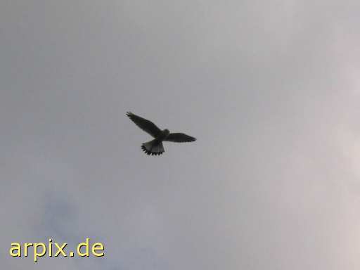 bird falcon kestrel free