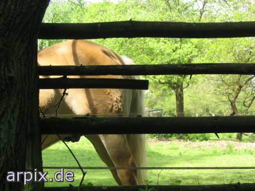 fence branding mammal horse meadow