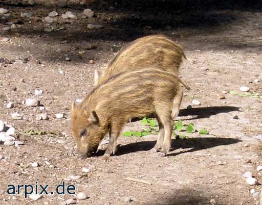 wildschwein säugetier schwein zoo
