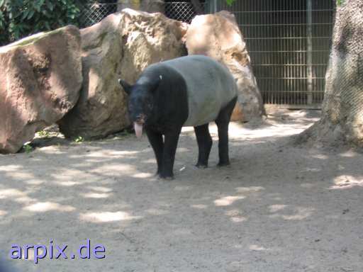 tapir zoo