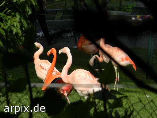 flamingo zoo objekt zaun vogel