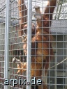 orang utan zoo object cage mammal monkey