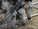 circus mammal horse donkey fence