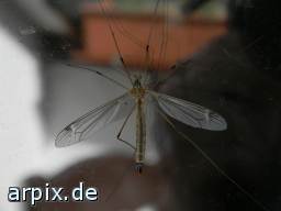 crane fly insect
