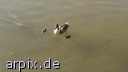 free pond bird duck poult