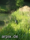 gray heron bird free