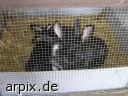 mammal cage rabbit