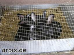 mammal cage rabbit