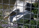 pelikan vogel zaun zoo