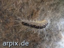 caterpillar insect