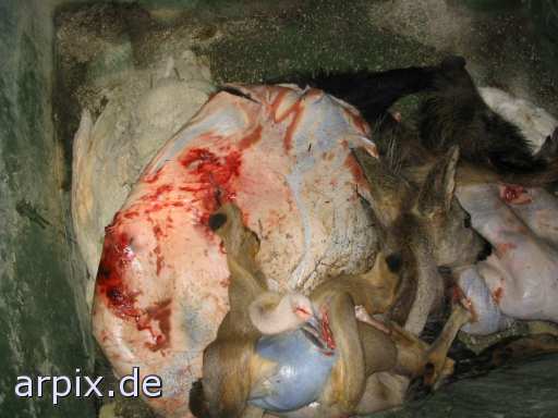 wild boar deer hunt corpse object garbage